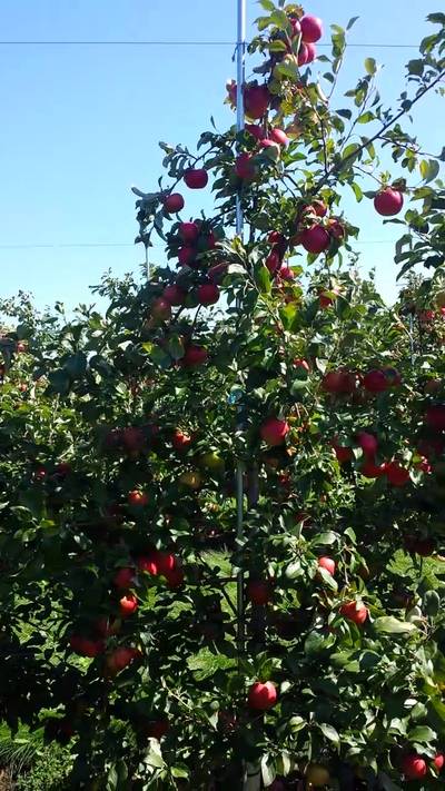 Sample image from MinneApple