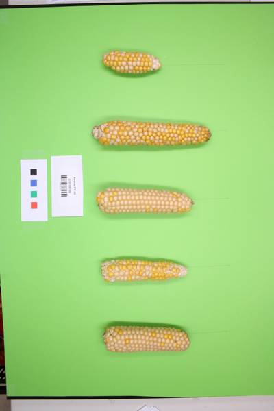 Sample image from Maize Cobs