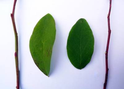 Sample image from PlantDoc