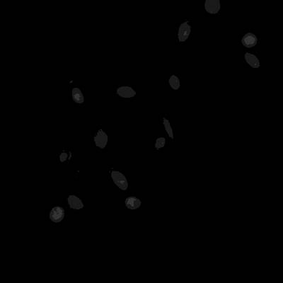 Sample image from Annotated Quantitative Phase Microscopy Cell