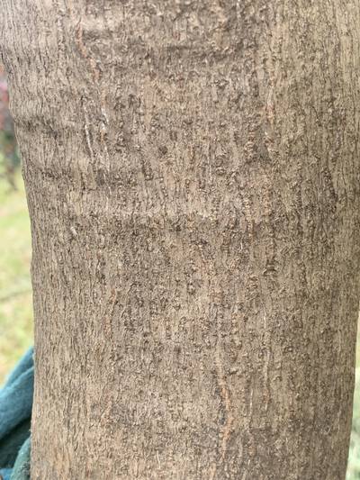 Sample image from Urban Street: Trunk