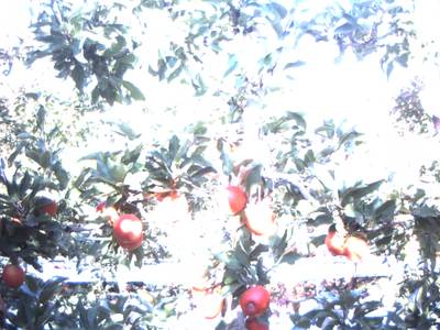 Sample image from Apple Dataset Benchmark from Orchard Environment