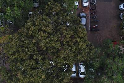 Sample image from Tree Species Detection