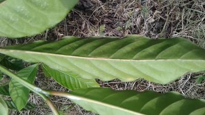 Sample image from RoCoLe