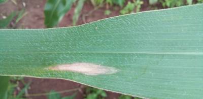 Sample image from Makerere University Maize