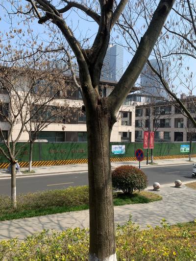 Sample image from Urban Street: Branch