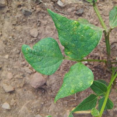 Sample image from Makerere University Beans