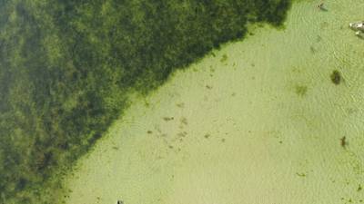 Sample image from AFO
