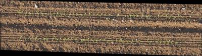 Sample image from Plant Detection and Counting