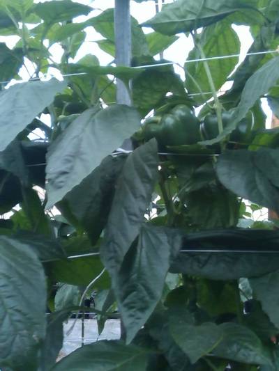 Sample image from QHDP