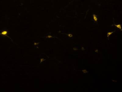 Sample image from Fluorescent Neuronal Cells