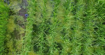 Sample image from Paddy Rice Imagery