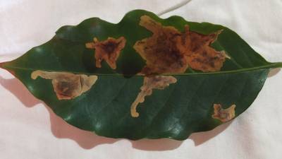 Sample image from Rust and Leaf Miner in Coffee Crop