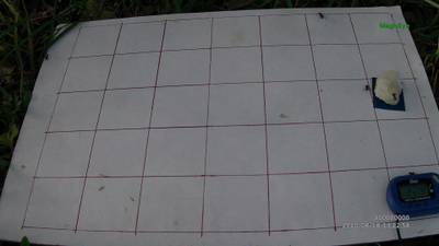Sample image from Ant Detection