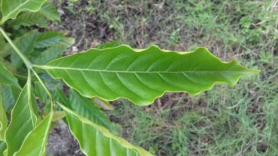 Sample image from RoCoLe