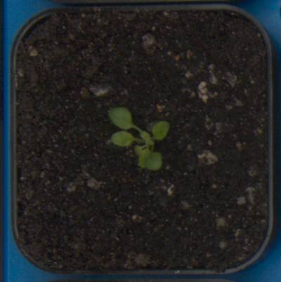 Sample image from Plant Growth Segmentation