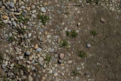 Sample image from Perrenial Plants Detection
