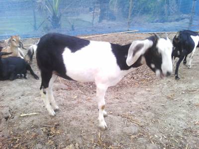 Sample image from Goat Image