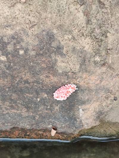Sample image from Pink-Eggs Dataset V1