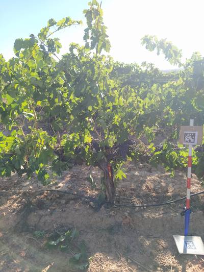 Sample image from AI4Agriculture Grape Dataset