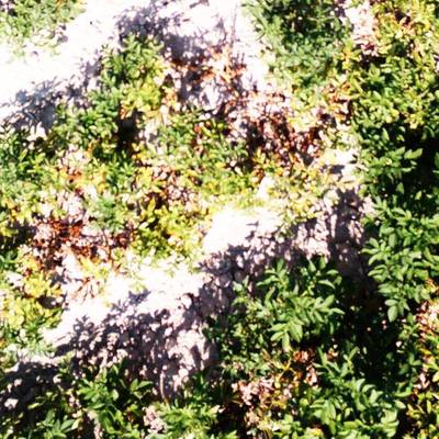 Sample image from Potato Plants Images