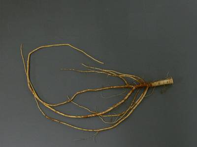 Sample image from Alfalfa Roots
