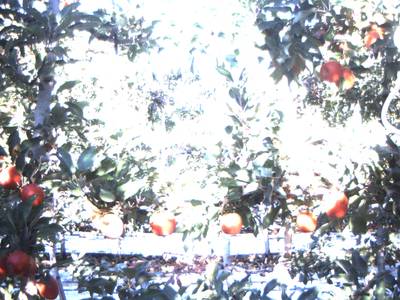 Sample image from Apple Dataset Benchmark from Orchard Environment