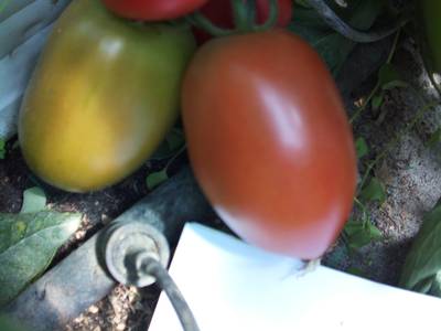Sample image from RpiTomato Dataset