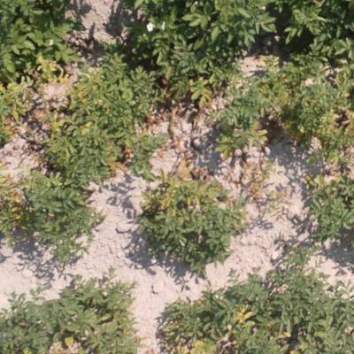 Sample image from Potato Plants Images