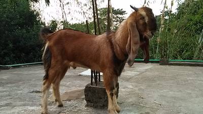 Sample image from Goat Image