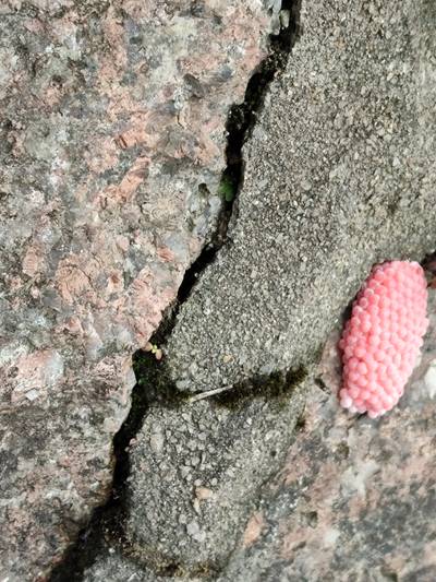 Sample image from Pink-Eggs Dataset V1