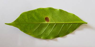 Sample image from Coffee Leaf Biotic Stress