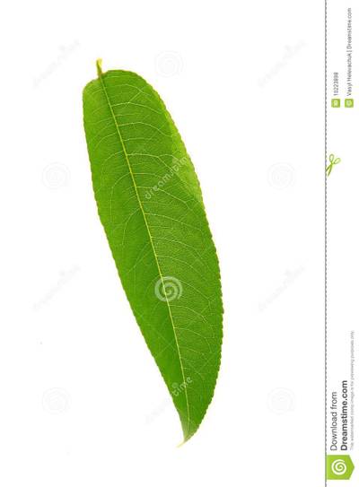Sample image from PlantDoc