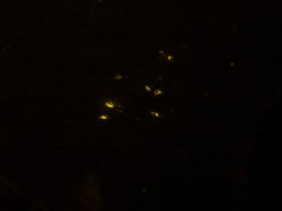 Sample image from Fluorescent Neuronal Cells