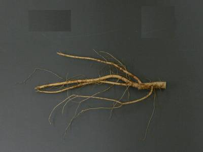 Sample image from Alfalfa Roots