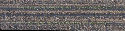 Sample image from Plant Detection and Counting