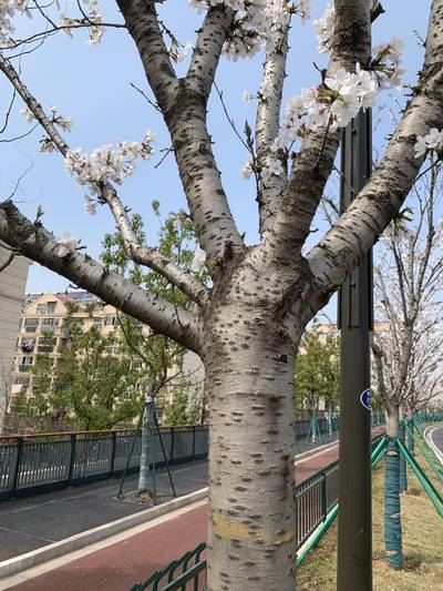 Sample image from Urban Street: Branch