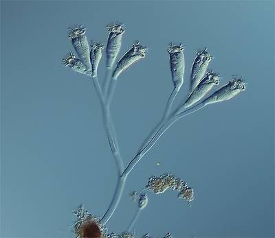 Sample image from EMDS-6