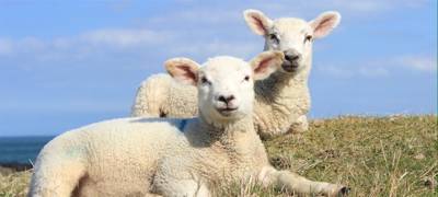 Sample image from Sheep Detection