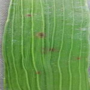 Sample image from Rice Disease