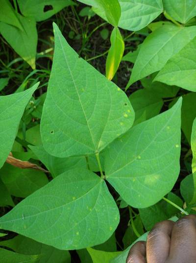 Sample image from Makerere University Beans