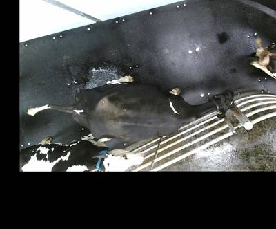 Sample image from OpenCow2020