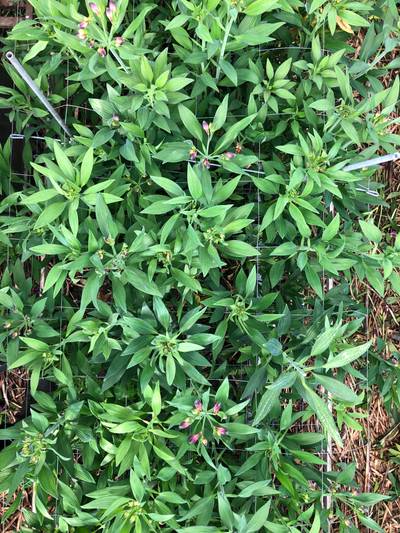 Sample image from morado_5may
