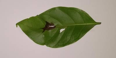 Sample image from Coffee Leaf Biotic Stress