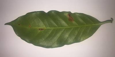 Sample image from Coffee Leaf Biotic Stress