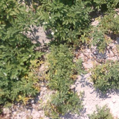 Sample image from Multispectral Potato Plants Images
