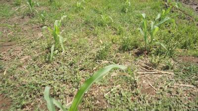 Sample image from Maize-Weed Image