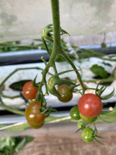 Sample image from LaboroTomato