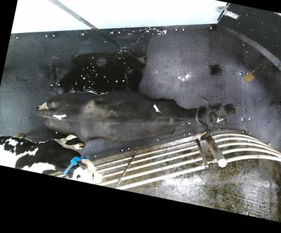 Sample image from OpenCow2020