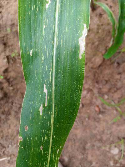 Sample image from KaraAgro AI Maize